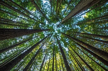 Looking up at large trees.